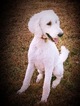 Small Photo #1 Labradoodle Puppy For Sale in TALKING ROCK, GA, USA