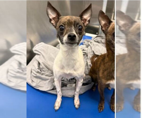 Medium Photo #4 Chihuahua-Unknown Mix Puppy For Sale in Canton, CT, USA