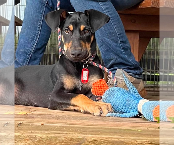 Medium Photo #4  Puppy For Sale in , 