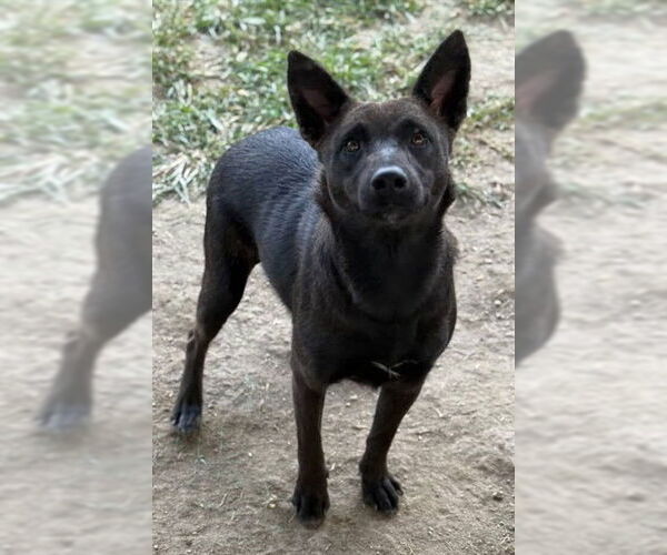 Medium Photo #2 Mutt Puppy For Sale in Riverside, CA, USA