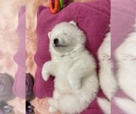 Small Photo #19 Samoyed Puppy For Sale in DALY CITY, CA, USA