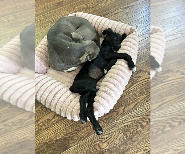 Medium Photo #10 Labrador Retriever-Unknown Mix Puppy For Sale in Brewster, NY, USA