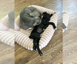 Small #9 Labrador Retriever Mix
