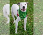 Small Photo #10 American Bulldog-Dogo Argentino Mix Puppy For Sale in Miami, FL, USA