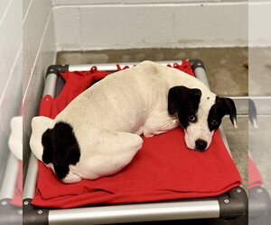 American Pit Bull Terrier-Unknown Mix Dogs for adoption in Tavares, FL, USA