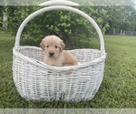 Puppy Queso Golden Retriever