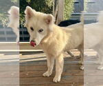 Small #1 Huskies  Mix