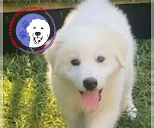 Great Pyrenees Dogs for adoption in Spring, TX, USA