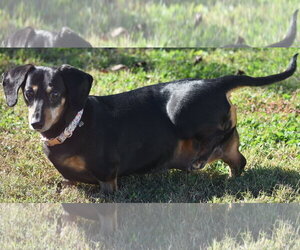 Dixie in TN (looking for a forever foster) - Female Dachshund Dog for Adoption - Photo #10