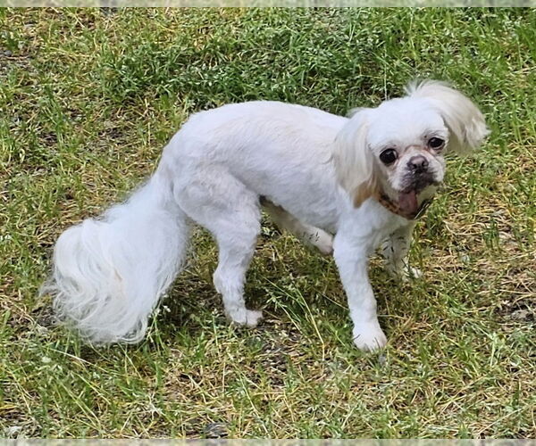 Medium Photo #5 Shih Tzu-Unknown Mix Puppy For Sale in Olalla, WA, USA