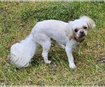 Small #4 Shih Tzu Mix