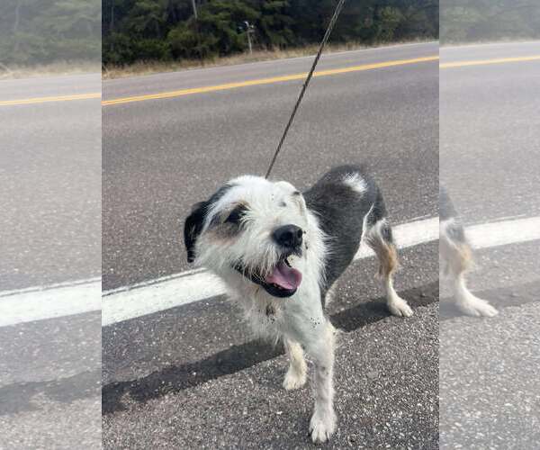 Medium Photo #6 Collie-Unknown Mix Puppy For Sale in Princeton, MN, USA