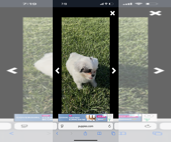Medium Photo #19 ShihPoo Puppy For Sale in MEAD, CO, USA