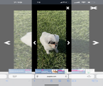 Small #5 ShihPoo