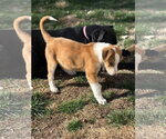 Small #34 Australian Shepherd Mix