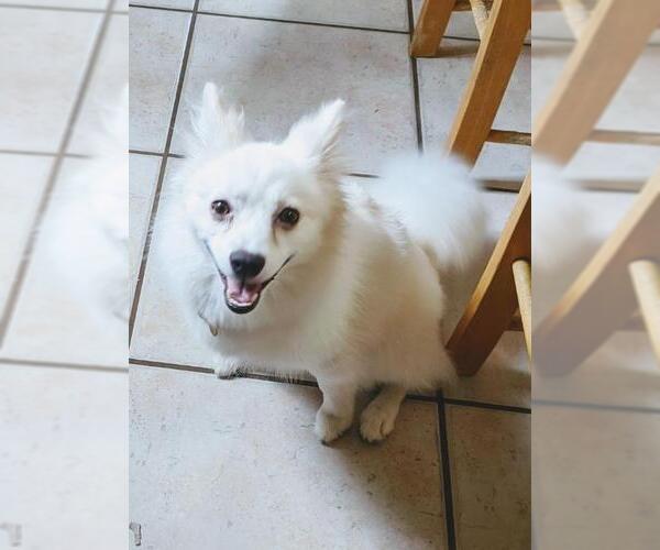 Medium Photo #9 American Eskimo Dog Puppy For Sale in Pikesville, MD, USA