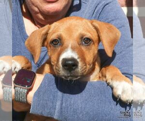 Asher - Male Labrador Retriever-Unknown Mix Dog for Adoption - Photo #2