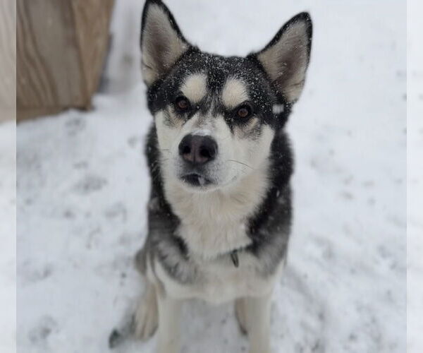Medium Photo #4 Siberian Husky-Unknown Mix Puppy For Sale in Bemidji, MN, USA