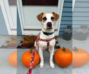 Hunter *LOCAL* *MEET ME* - Male Labrador Retriever-Unknown Mix Dog for Adoption - Photo #2