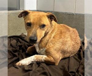 Cardigan Welsh Corgi-Chihuahua Mix Dogs for adoption in San Antonio, TX, USA