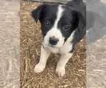 Small #3 Border Collie Mix