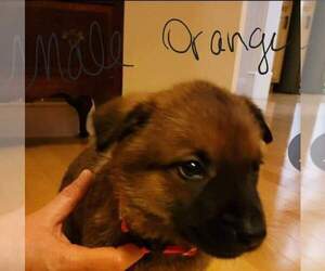 Dutch Shepherd Dog-German Shepherd Dog Mix Puppy for sale in SPRING HILL, TN, USA