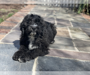 Sheepadoodle Puppy for sale in HEBRON, MD, USA