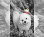 Small #3 Bichon Frise