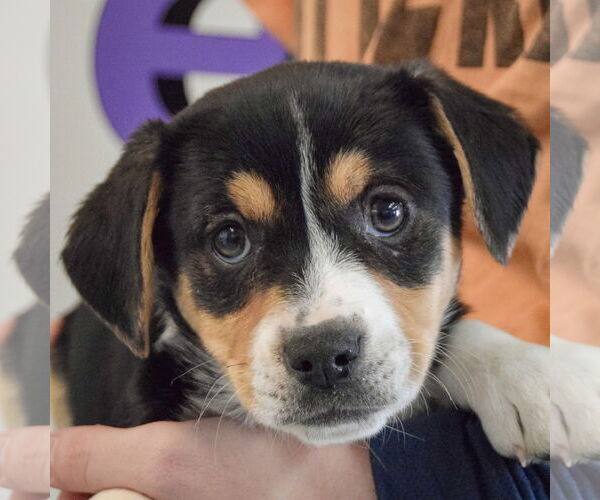 Medium Photo #7 Bagle Hound Puppy For Sale in Huntley, IL, USA