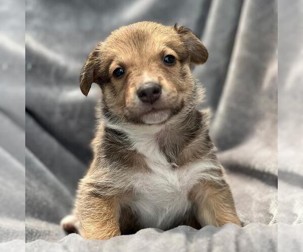 Medium Photo #4 Colonial Cocker Spaniel-Unknown Mix Puppy For Sale in San Diego, CA, USA