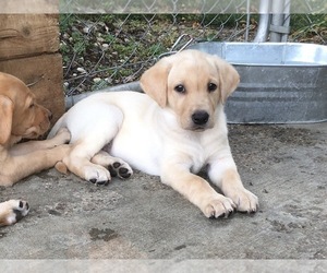 Labrador Retriever Puppy for sale in SACRED HEART, MN, USA