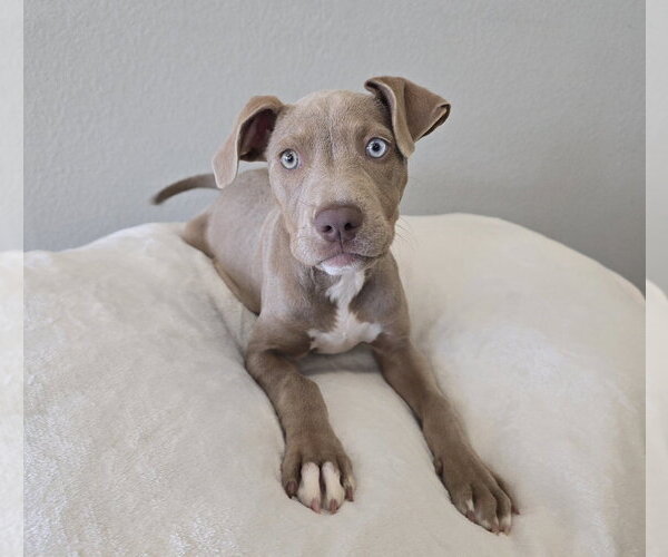 Medium Photo #1 American Staffordshire Terrier-Labrador Retriever Mix Puppy For Sale in Lakewood, CO, USA