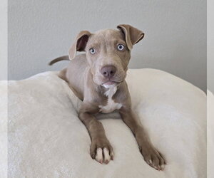 American Staffordshire Terrier-Labrador Retriever Mix Dogs for adoption in Lakewood, CO, USA