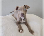 Small American Staffordshire Terrier-Labrador Retriever Mix