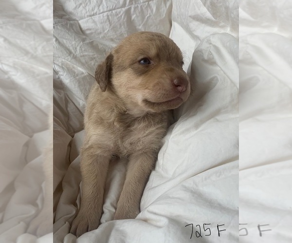 Medium Photo #4 Chesapeake Bay Retriever Puppy For Sale in EASTMAN, WI, USA