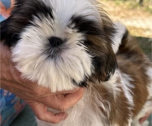 Shih Tzu Puppy for sale in REDINGTN SHOR, FL, USA