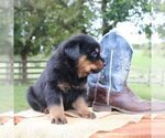 Small #2 Rottweiler