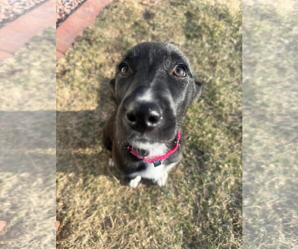 Medium Photo #3 Shepradors Puppy For Sale in New London, WI, USA