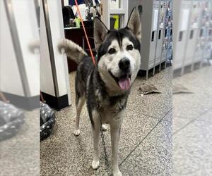 Siberian Husky Dogs for adoption in Tracy, CA, USA