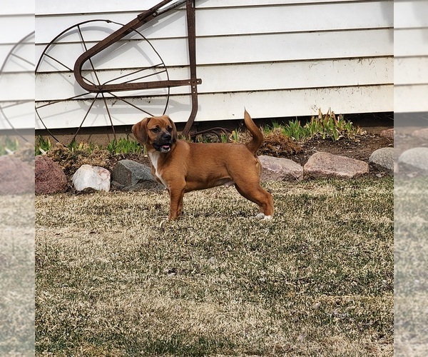 Medium Photo #4 Puggle Puppy For Sale in GREENWOOD, WI, USA