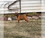 Small #3 Puggle