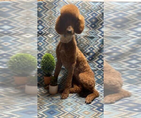 Medium Photo #1 Poodle (Standard) Puppy For Sale in SACRAMENTO, CA, USA