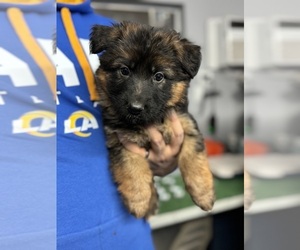 Medium German Shepherd Dog