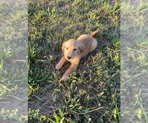 Golden Retriever Puppy for sale in INGLESIDE, IL, USA