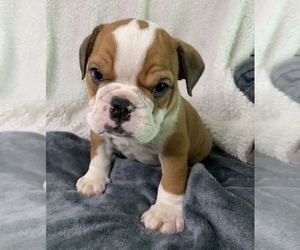 English Bulldog Puppy for sale in JOHNS ISLAND, SC, USA