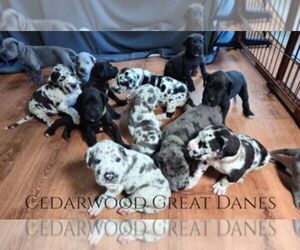 Great Dane Puppy for sale in TOPEKA, KS, USA