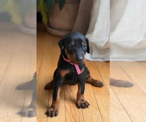 Medium Photo #9 Doberman Pinscher Puppy For Sale in HUNTSVILLE, AL, USA