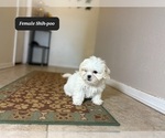 Small #4 Shih-Poo