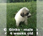 Small Photo #51 Great Pyrenees Puppy For Sale in HILLSVILLE, VA, USA