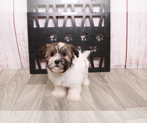 Havanese Puppy for sale in MARIETTA, GA, USA